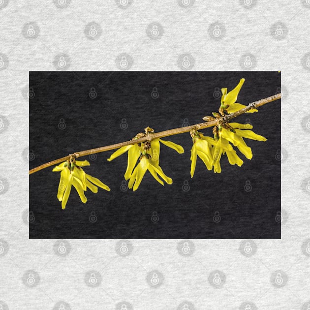 Forsythia 4 by Robert Alsop